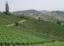 Steirisches Weinland